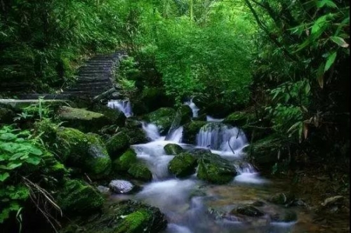 森林康養(yǎng)的八大維度和五個運營模式